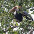 Wreathed Hornbill (Rhyticeros undulatus)