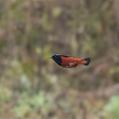 White-capped Redstart (Phoenicurus leucocephalus)