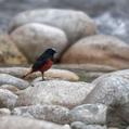 White-capped Redstart (Phoenicurus leucocephalus)