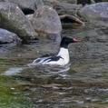 Common Merganser (Mergus merganser)