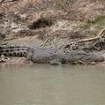 Saltwater crocodile (Crocodylus porosus)