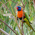 Red-collared Lorikeet (Trichoglossus rubritorquis)