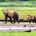 Brown Bear (Ursus arctos)