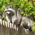 Northern Raccoon (Procyon lotor)