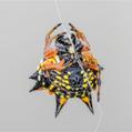 Christmas Spider (Austracantha minax)
