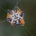 Christmas Spider (Austracantha minax)