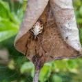 Leaf Curling Spider (Phonognatha graeffei)