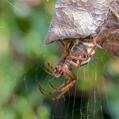 Leaf Curling Spider (Phonognatha graeffei)
