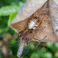 Leaf Curling Spider (Phonognatha graeffei)