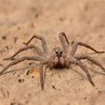 Grey Wolf Spider (Portacosa cinerea)