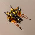 Christmas Spider (Austracantha minax)