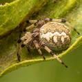 Australian Garden Orb Weaver Spider (Eriophora transmarina)