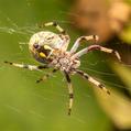 Australian Garden Orb Weaver Spider (Eriophora transmarina)