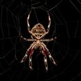 Australian Garden Orb Weaver Spider (Eriophora transmarina)
