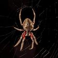 Australian Garden Orb Weaver Spider (Eriophora transmarina)