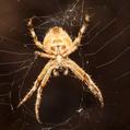 Australian Garden Orb Weaver Spider (Eriophora transmarina)