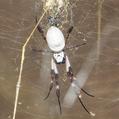 Golden Orb Weaver (Nephila edulis)