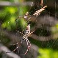 Golden Orb Weaver (Nephila edulis)