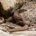 Yellow-spotted Monitor (Varanus panoptes)