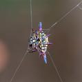 Northern Jewelled Spider (Gasteracantha fornicata)
