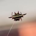 Northern Jewelled Spider (Gasteracantha fornicata)