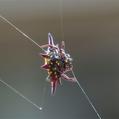 Northern Jewelled Spider (Gasteracantha fornicata)