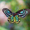 Cairns Birdwing (Ornithoptera euphorion)