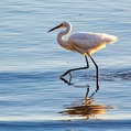 Intermediate Egret (Ardea intermedia)