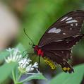 Cairns Birdwing (Ornithoptera euphorion)