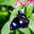 Common Eggfly (Hypolimnas bolina)