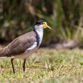 Masked Lapwing (Vanellus miles)