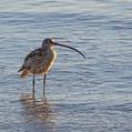 Far Eastern Curlew (Numenius madagascariensis)