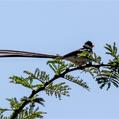Pin-tailed Whydah (Vidua macroura)