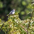 Pin-tailed Whydah (Vidua macroura)