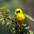 Speke's Weaver (Ploceus spekei)