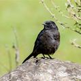 Rüppell's Black Chat