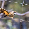 Rufous Fantail (Rhipidura rufifrons)