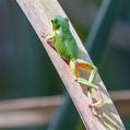 Eastern Dwarf Tree Frog (Litoria fallax)