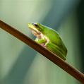 Eastern Dwarf Tree Frog (Litoria fallax)
