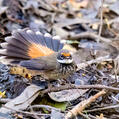 Rufous Fantail (Rhipidura rufifrons)