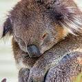 Koala (Phascolarctos cinereus)