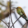 Rainbow Bee-eater (Merops ornatus)