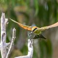 Rainbow Bee-eater (Merops ornatus)