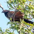 Pheasant Coucal (Centropus phasianinus)