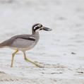 Beach Stone-curlew (Esacus magnirostris)