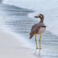 Beach Stone-curlew (Esacus magnirostris)