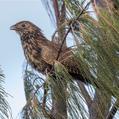 Pheasant Coucal (Centropus phasianinus)