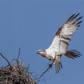 Eastern Osprey (Pandion cristatus)