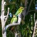 Rainbow Bee-eater (Merops ornatus)
