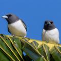 White-breasted Woodswallow (Artamus leucorynchus)